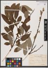 Foto von Salix aurita L. x Salix caprea L.